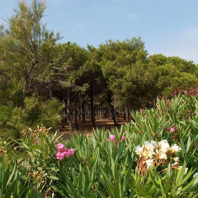 T2 Vue Mer Palm Beach Le Barcarès Eksteriør bilde